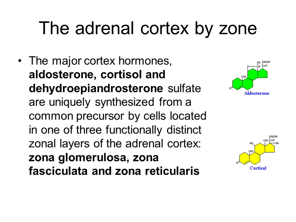 The adrenal cortex by zone The major cortex hormones, aldosterone, cortisol and dehydroepiandrosterone sulfate